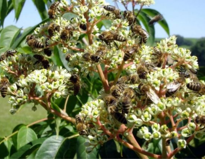 Euodienbaum - Bienenbaum