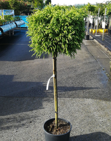 Japanische Sicheltanne Globosa Nana Stämmchen