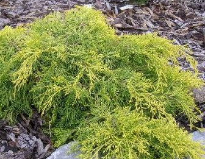 Juniperus media König des Frühlings( Juniperus media König des Frühlings)