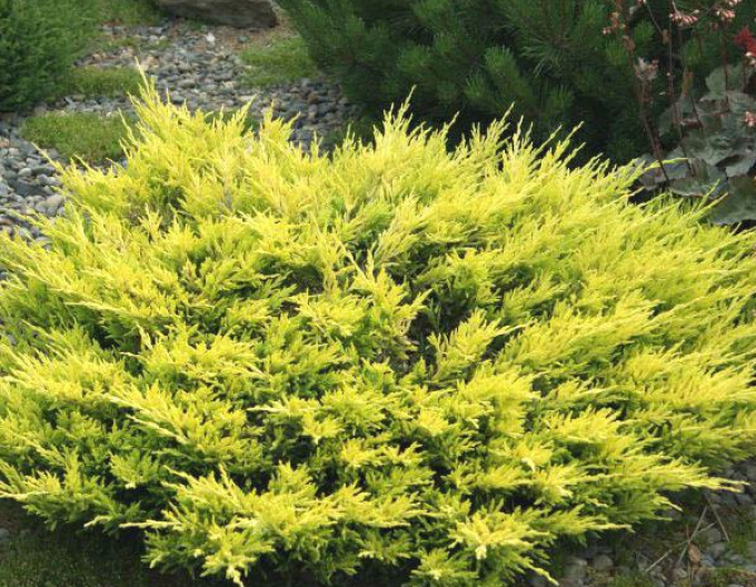 Wacholder Lime Glow