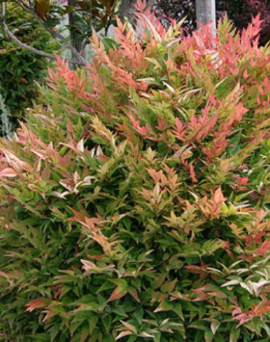 Nandina Gulf Stream