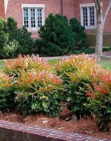 Nandina Gulf Stream