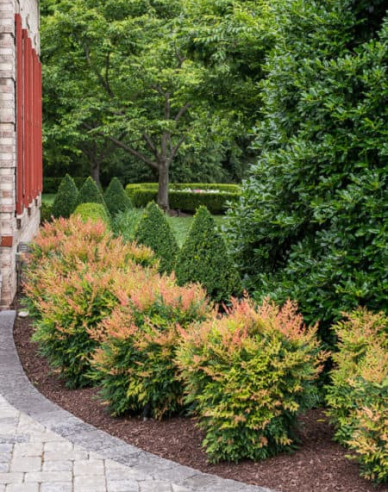 Nandina Gulf Stream
