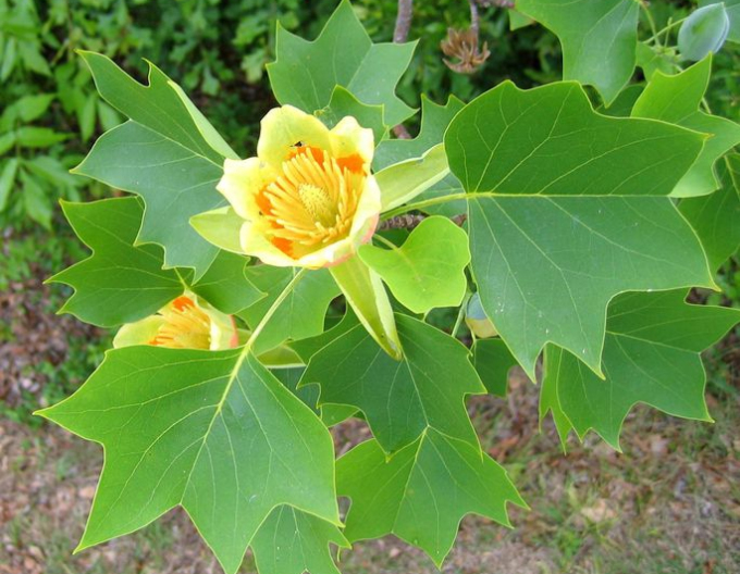 Maiglöckchen Tulpenbaum 80 cm (Liriodendron tulipifera)