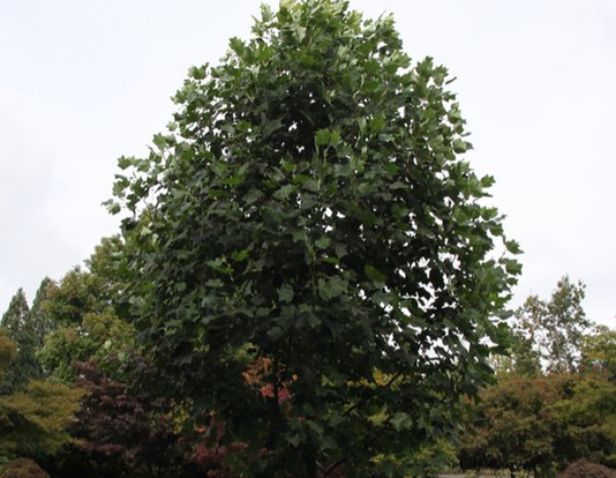 Maiglöckchen Tulpenbaum 80 cm (Liriodendron tulipifera)