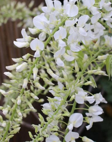 Chinesische Glyzinie Longhisima Alba