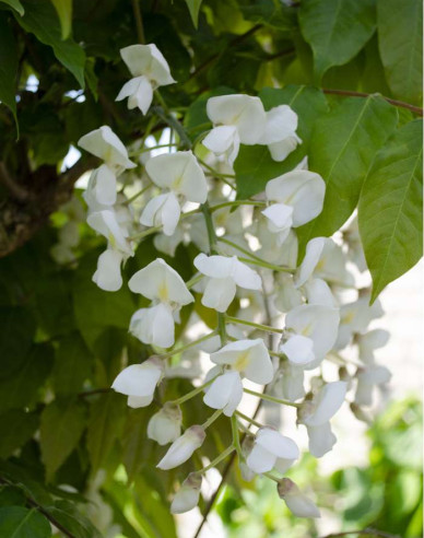 Chinesische Glyzinie Longhisima Alba