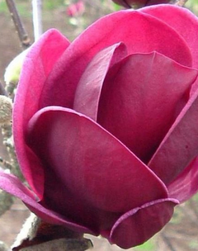 Magnolie Genie