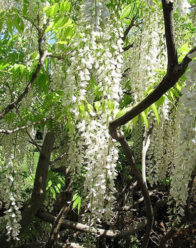 Chinesische Glyzinie Longhisima Alba