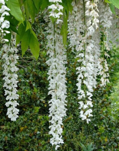 Chinesische Glyzinie Longhisima Alba