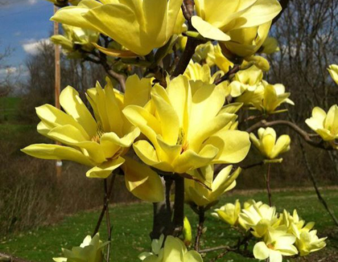 Magnolia brooklynensis Gelber Vogel