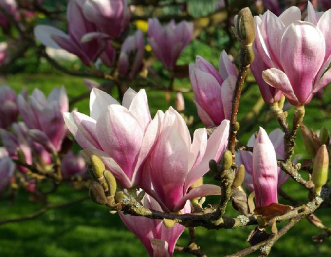 Magnolie Soulangova