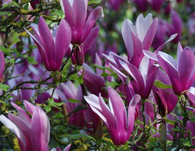 Magnolie Lilienblume