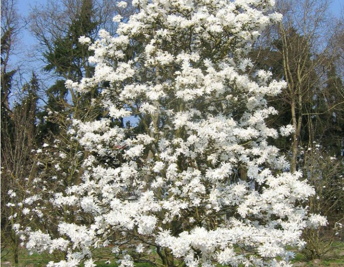 Magnoliensternblume