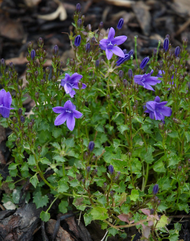 Polsterglockenblume "Blau"