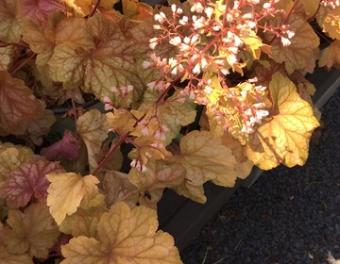 Heuchera Champagne