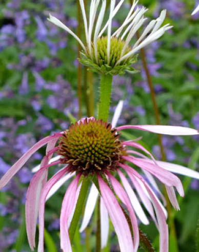 Echinacea Pallida Hula Dancer