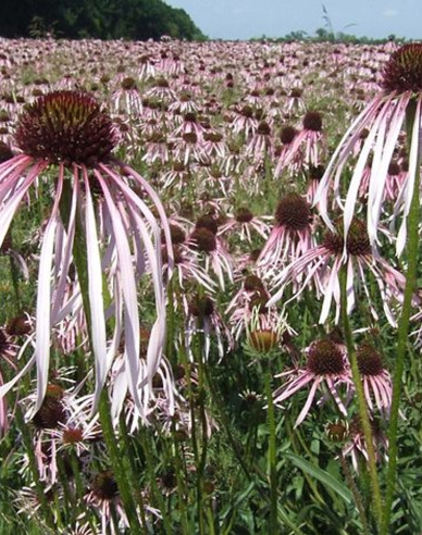 Echinacea Pallida Hula Dancer