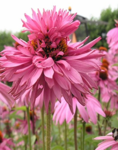 Echinacea Double Decker