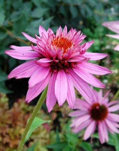 Echinacea Double Decker