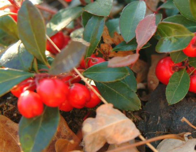 Gaultheria procumbens Winterperlenwinter pearls