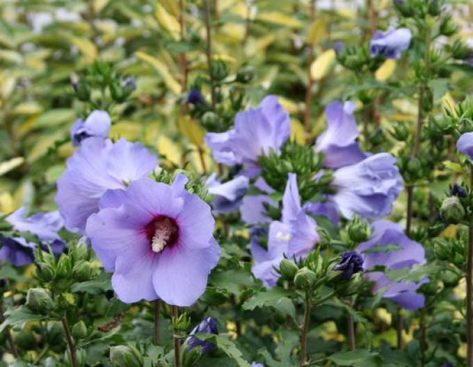 Hibiskus (Hibiskus Blauer Vogel)