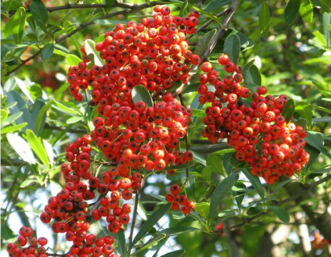 Weißdorn Mohave (Pyracantha Mohave)