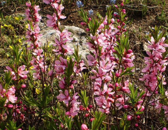 Niedrige Mandel Batsch (Prunus tenella Batsch)