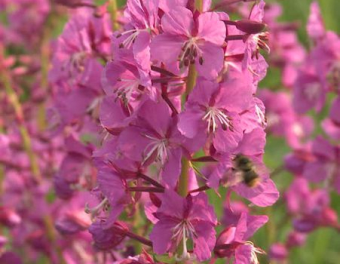 Niedrige Mandel Batsch (Prunus tenella Batsch)