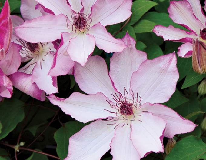 Klematis Omoshiro