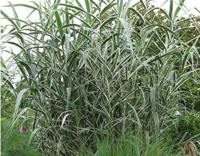 Rohrglanzgras Variegata