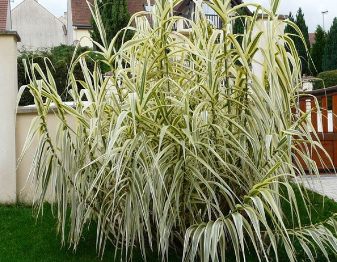 Rohrglanzgras Variegata