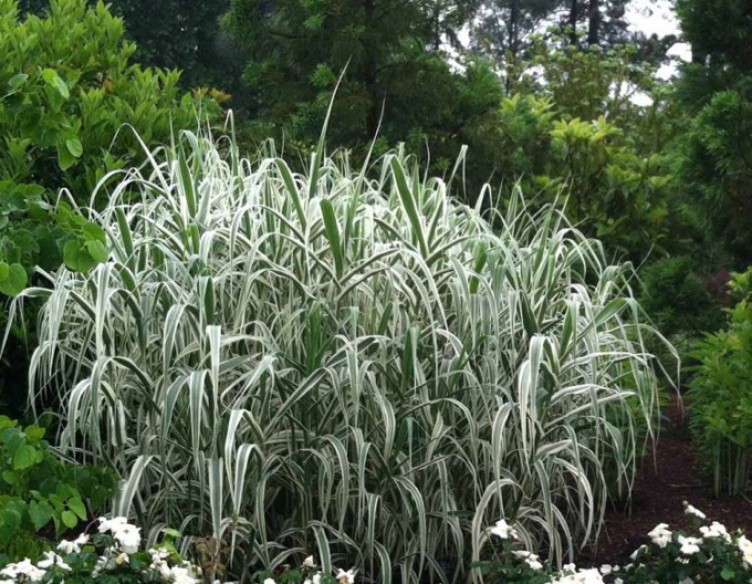 Rohrglanzgras Variegata