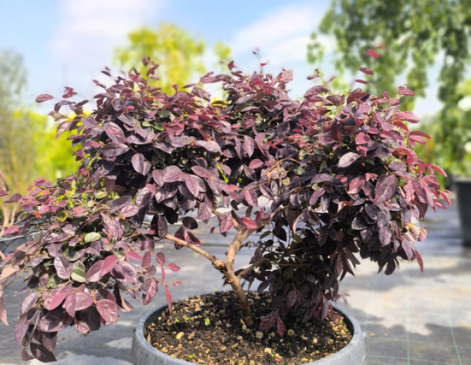 Loropetalum Pon Pon
