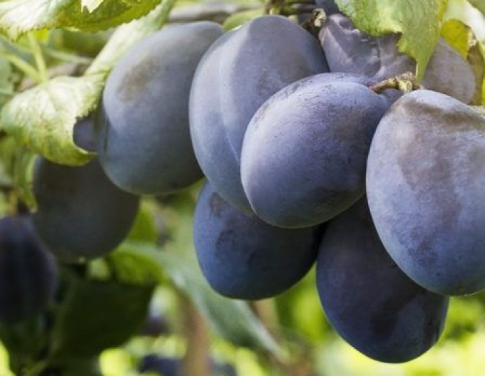 Pflaume Bystricka auf Myrobalane, wurzelnackt