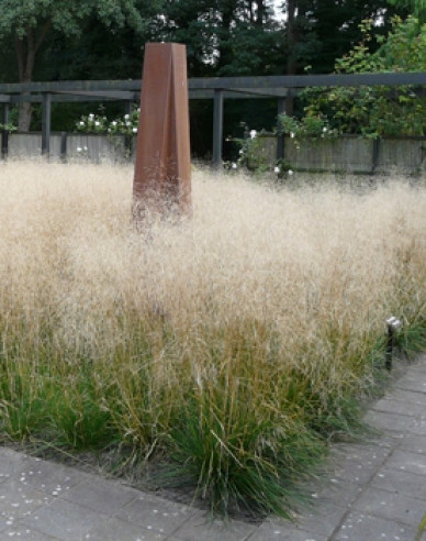 Schmiele Goldschleier
