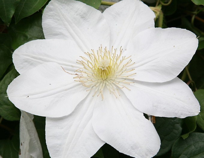 Klematis Marie Boisselot