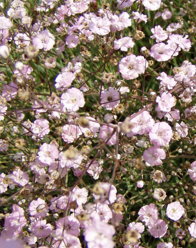 Schleierkraut Rosenschleier