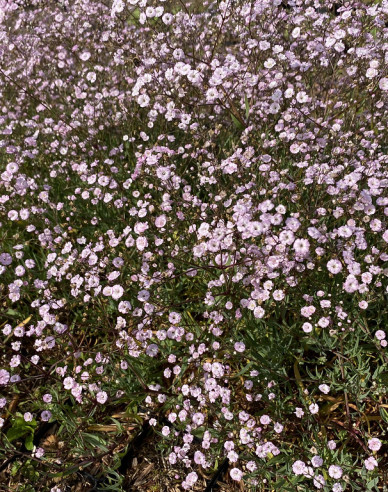 Schleierkraut Rosenschleier