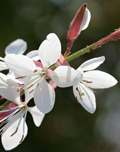 Prachtkerze  Ellure