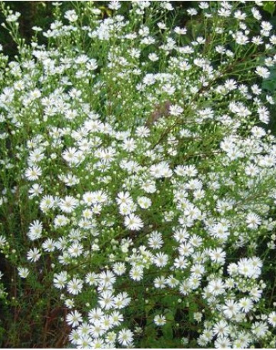 Aster Monte Cassino