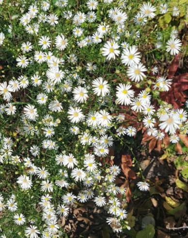 Aster Monte Cassino