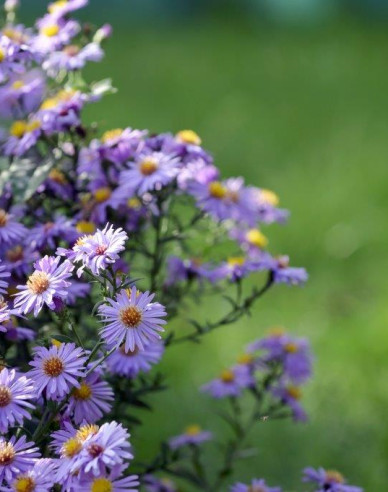 Aster Little Carlow