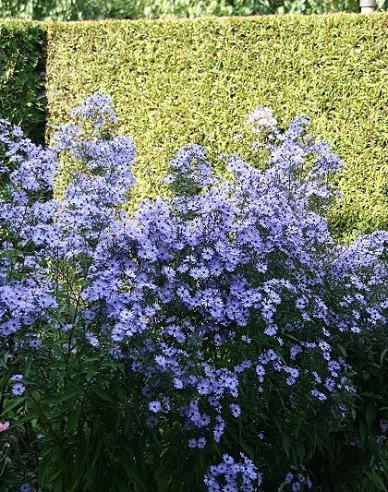 Aster Little Carlow