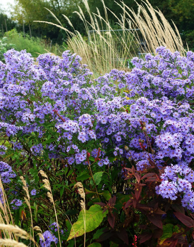 Aster Little Carlow