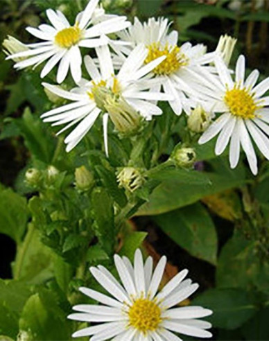 Aster Ashvi