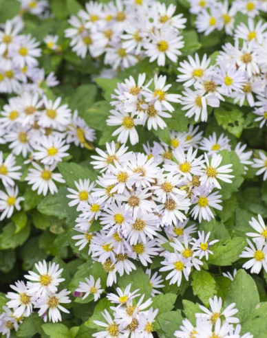 Aster Ashvi