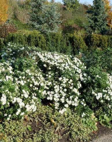Aster Ashvi