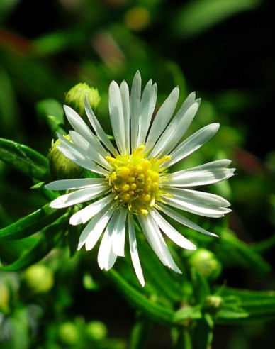 Aster Ashvi