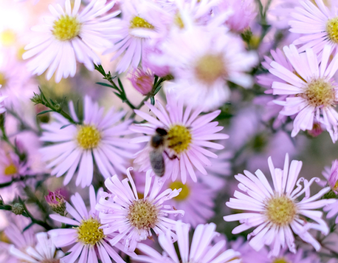 Aster Pink Star